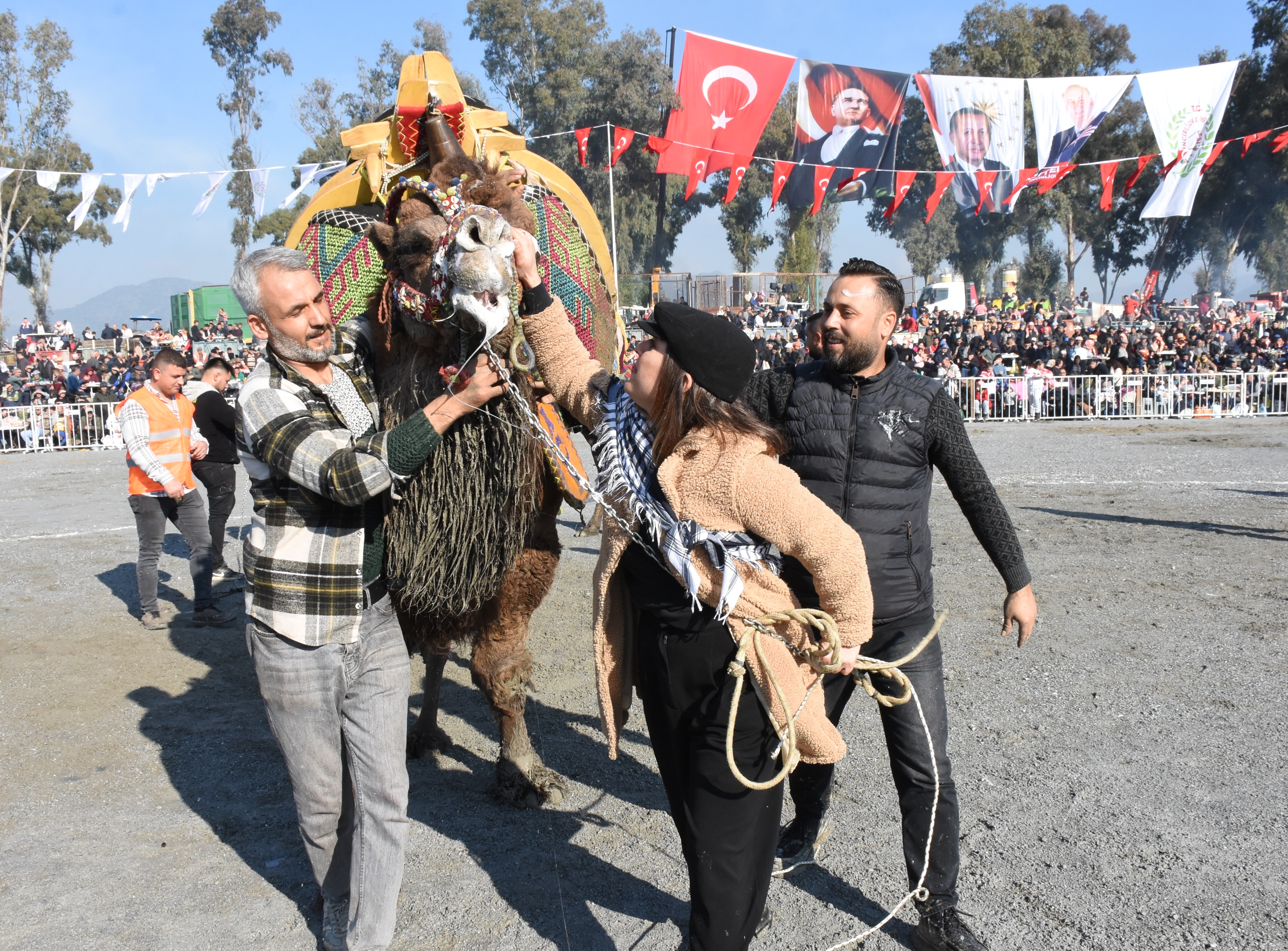 Aydın'da 180 Deve Güreş 2