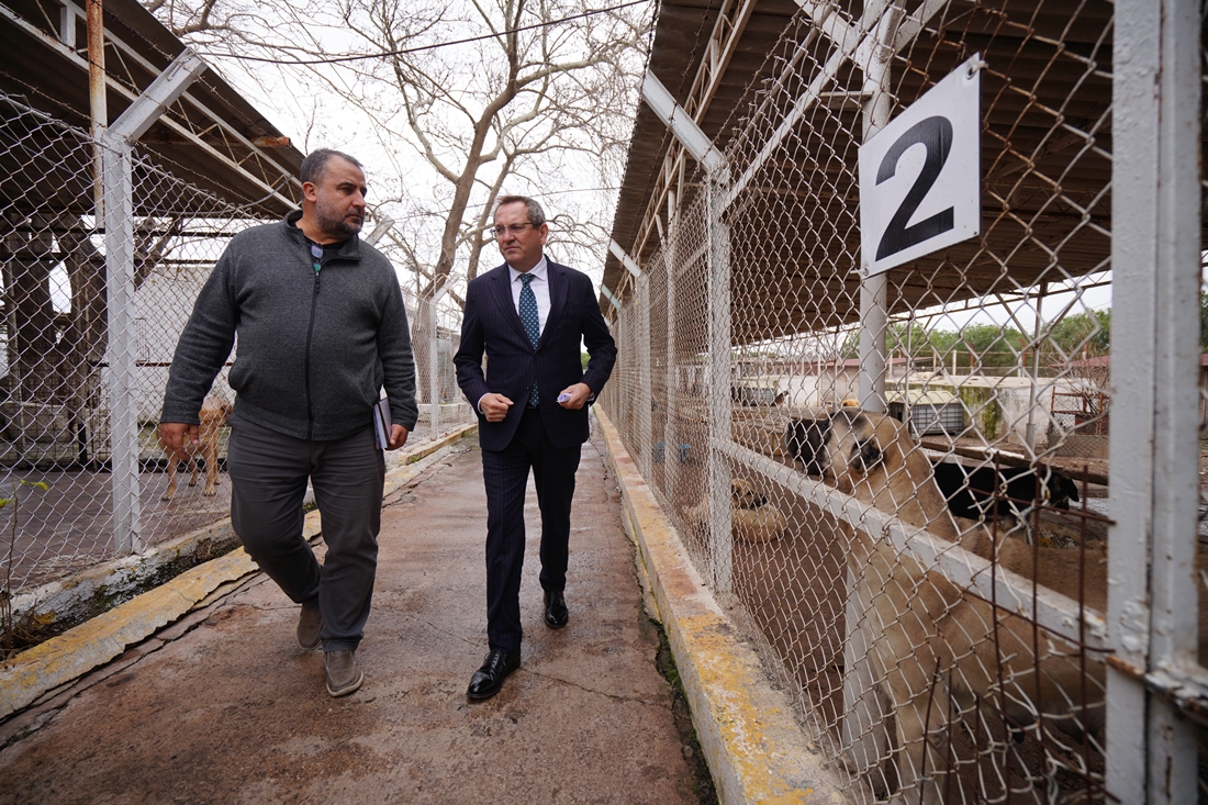 Ayvalık Belediyesi Sokaktaki Can Dostların Da Yanında (2)