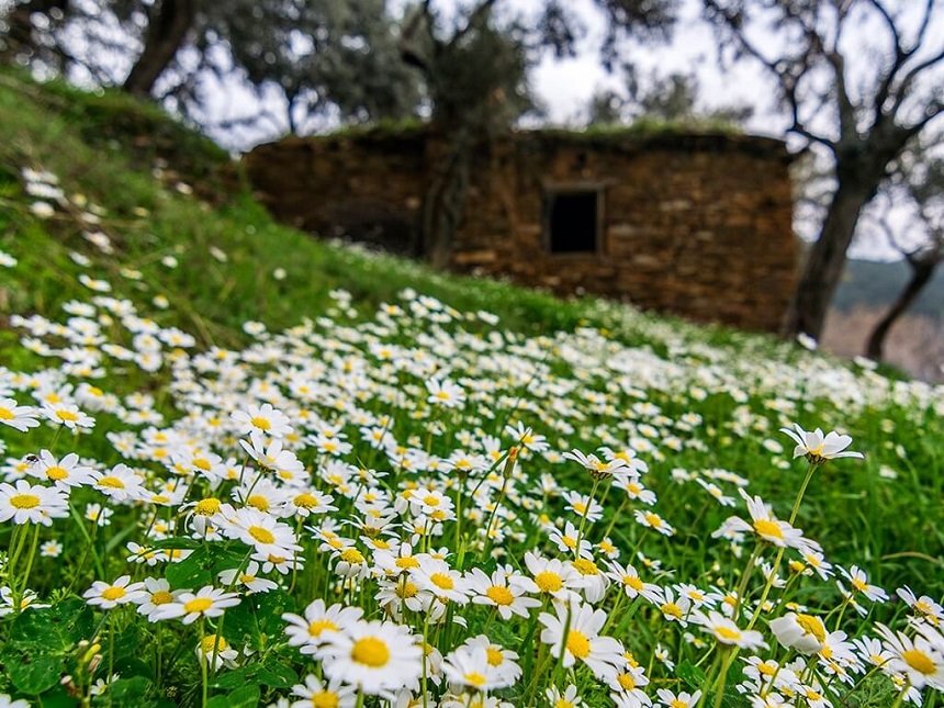 Çiçek Bayındır