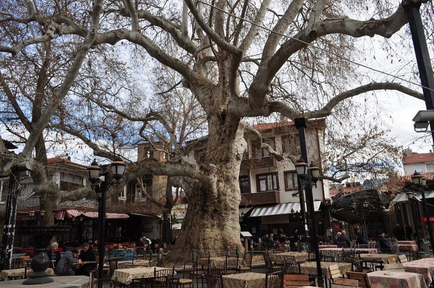 Yalvaç 825 Yıllık Çınar Ağacı (1)