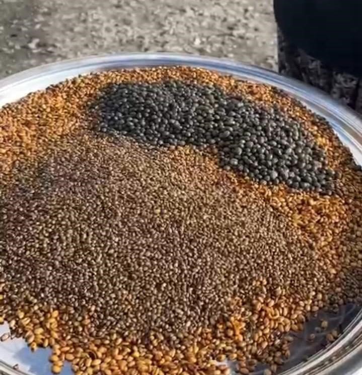 Karapınar Kavurgası2