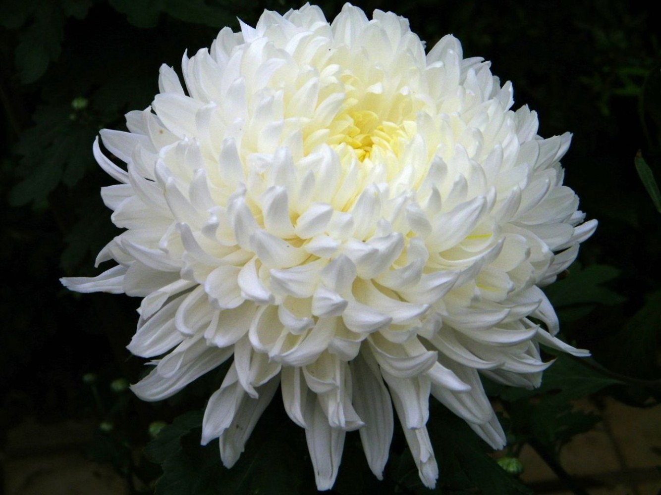 Kasımpatı (1)-1