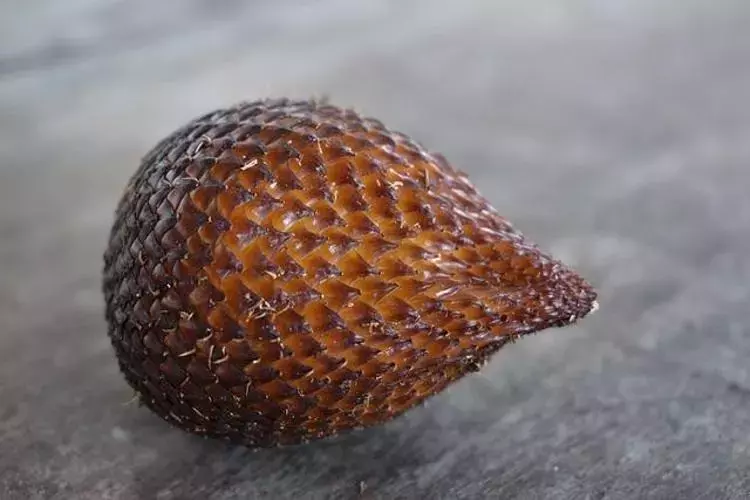 Yılan2