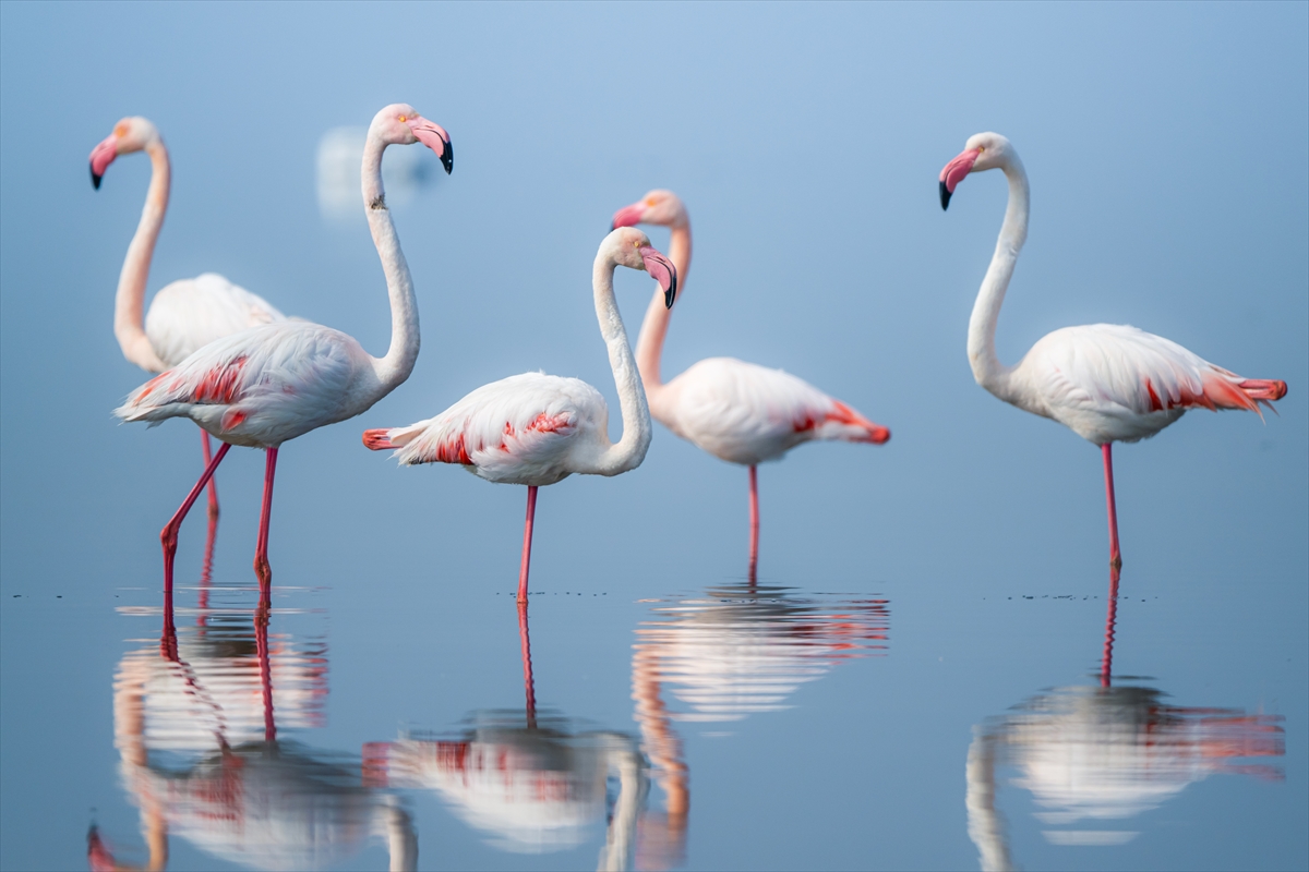 Gediz Deltası Flamingo (1)