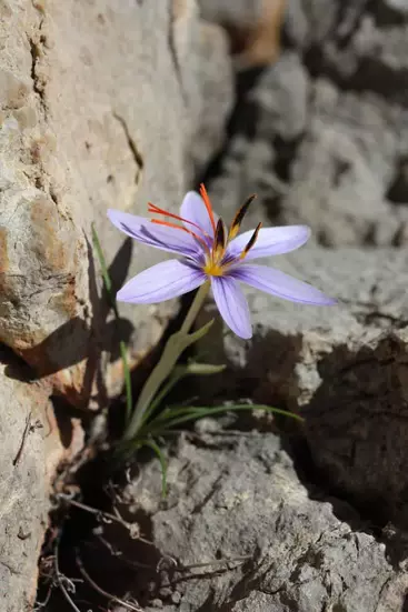 Olimpos Safranı
