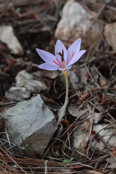 Olimpos Safranı2