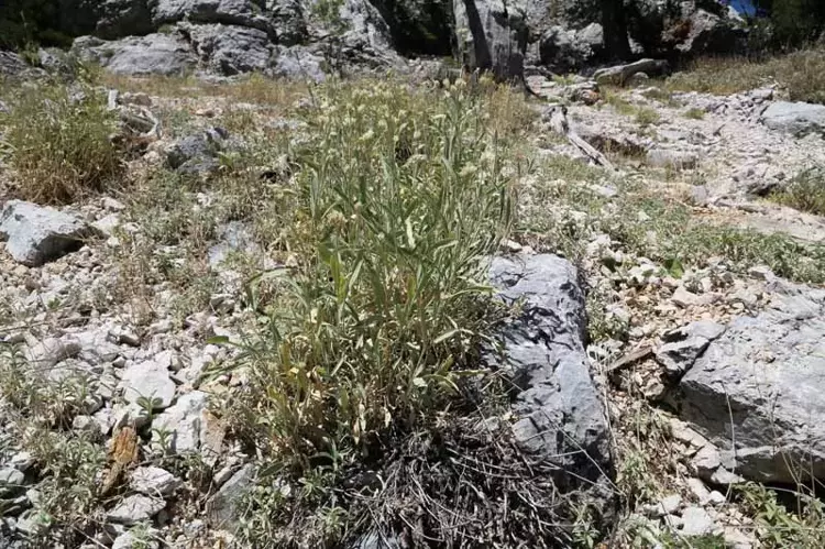Yeni Endemik Bitki Keşfi Antalya3