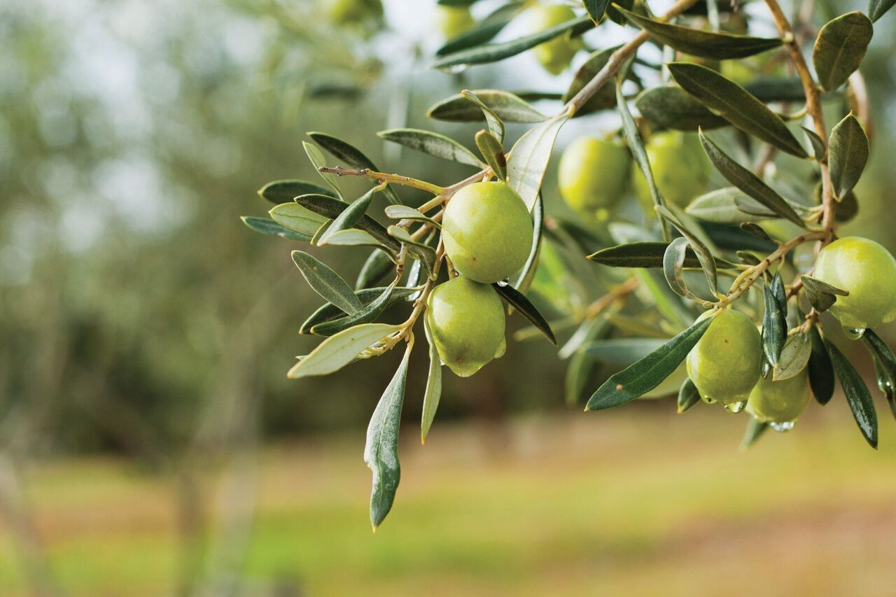 Zeytin Agaci 9C1B-1