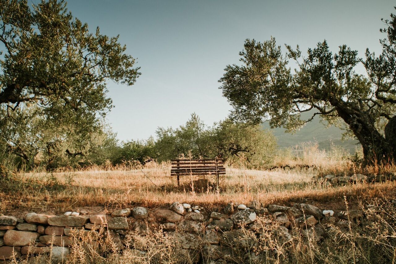 Zeytin Rotası 2