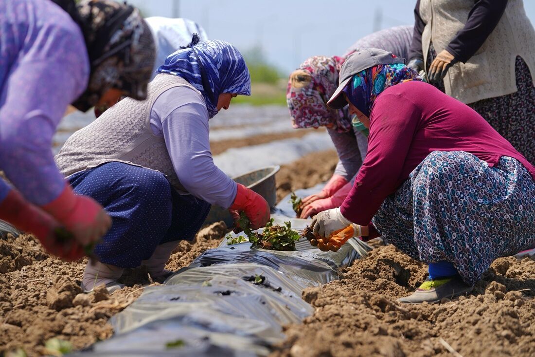 Ayvalık Üretim Ve Pazarlama Kooperatifi (5)