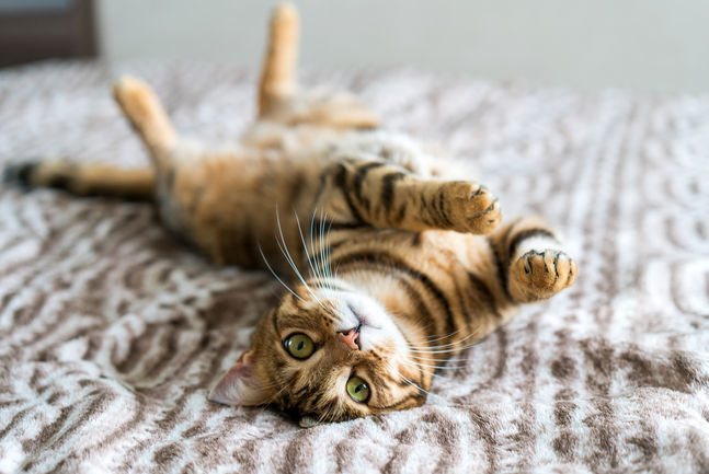 Kedi Bıyıkları (1)-1