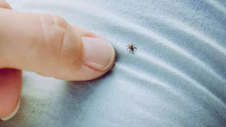 Keneler Sagliginizi Tehdit Ediyor Kirim Kongo Kanamali Ates Uyarisi