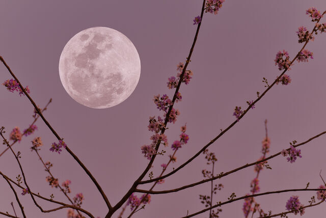 Pembe2