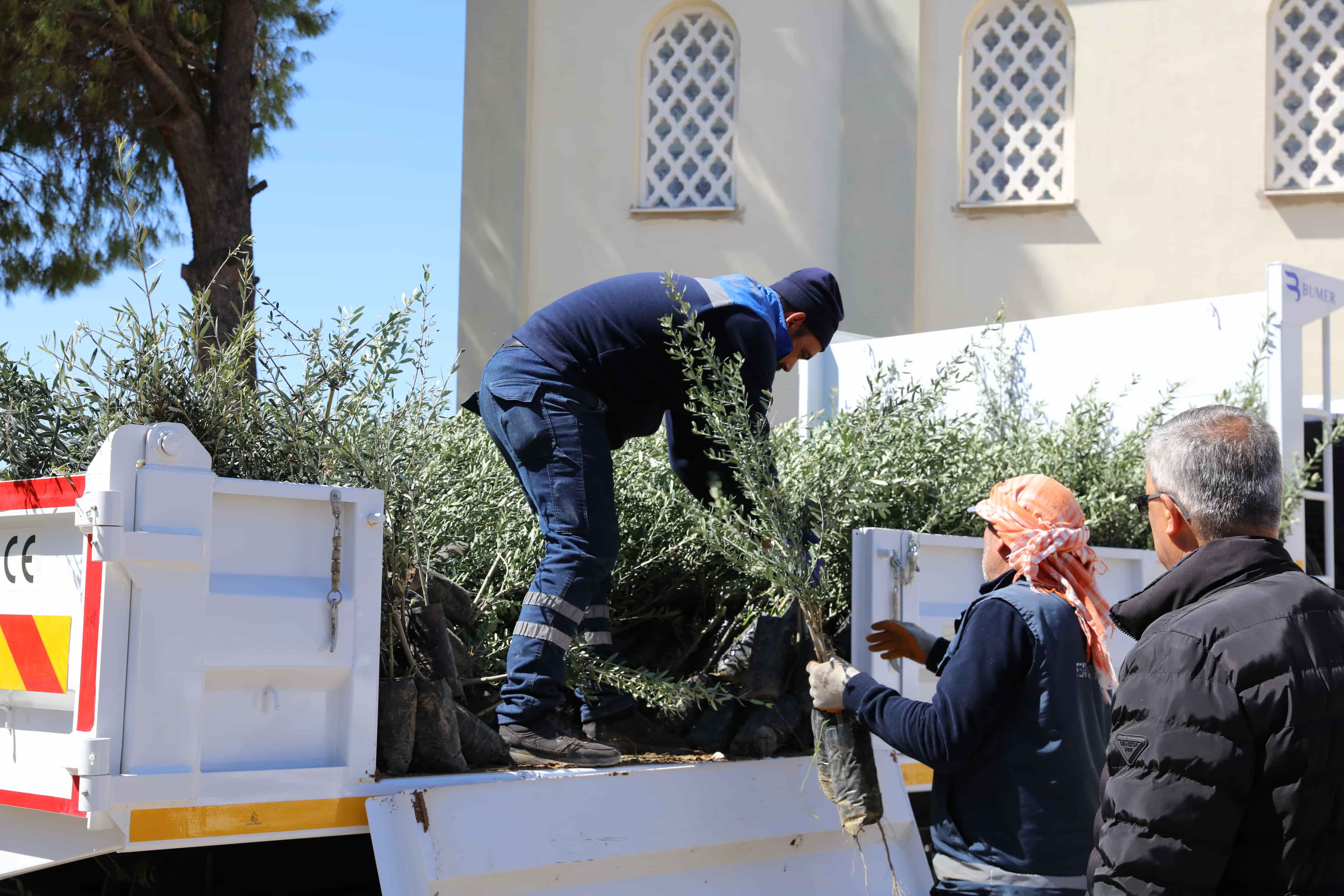 Urla’da Zeytin Üreticisine 7 Bin Fidan Desteği (1) Min