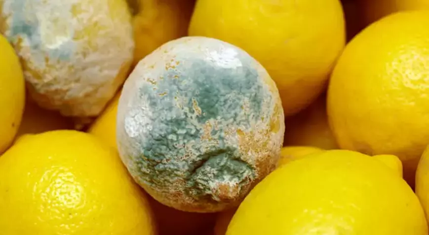 Limon Küf2