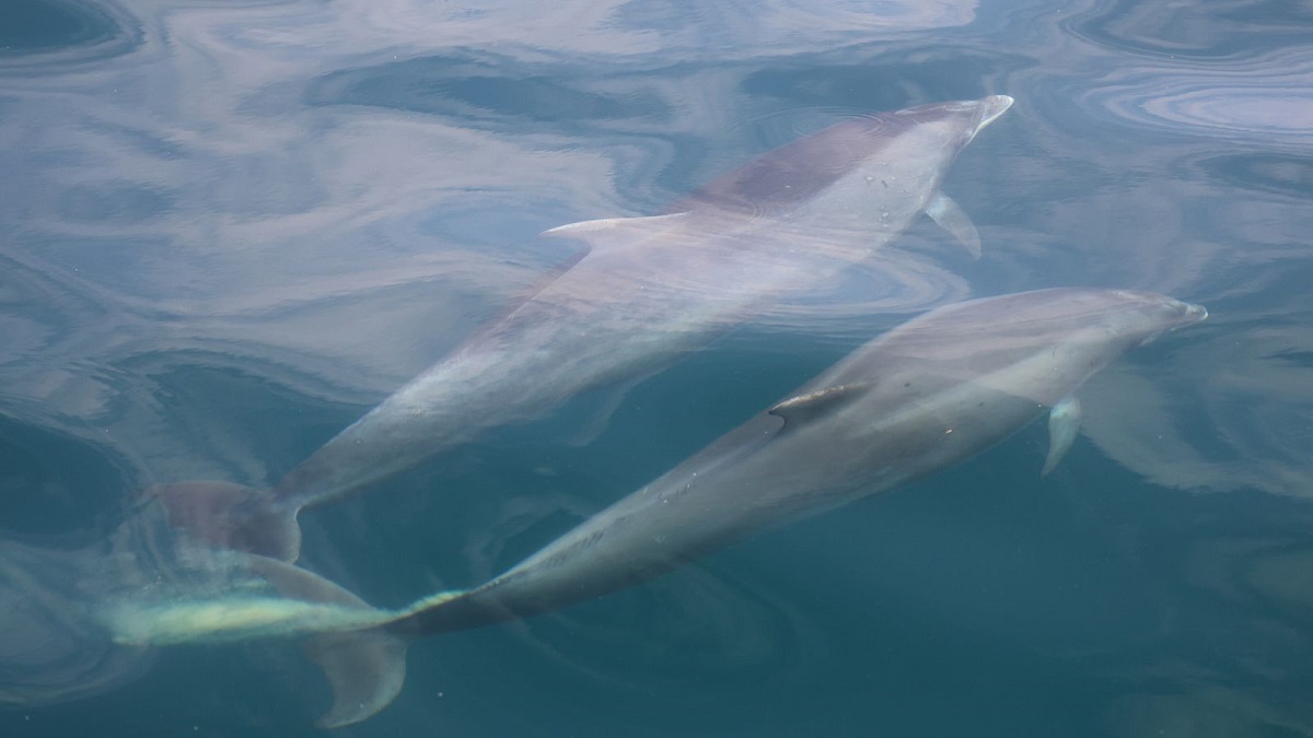 Ocean Dolphin Droppings (1)