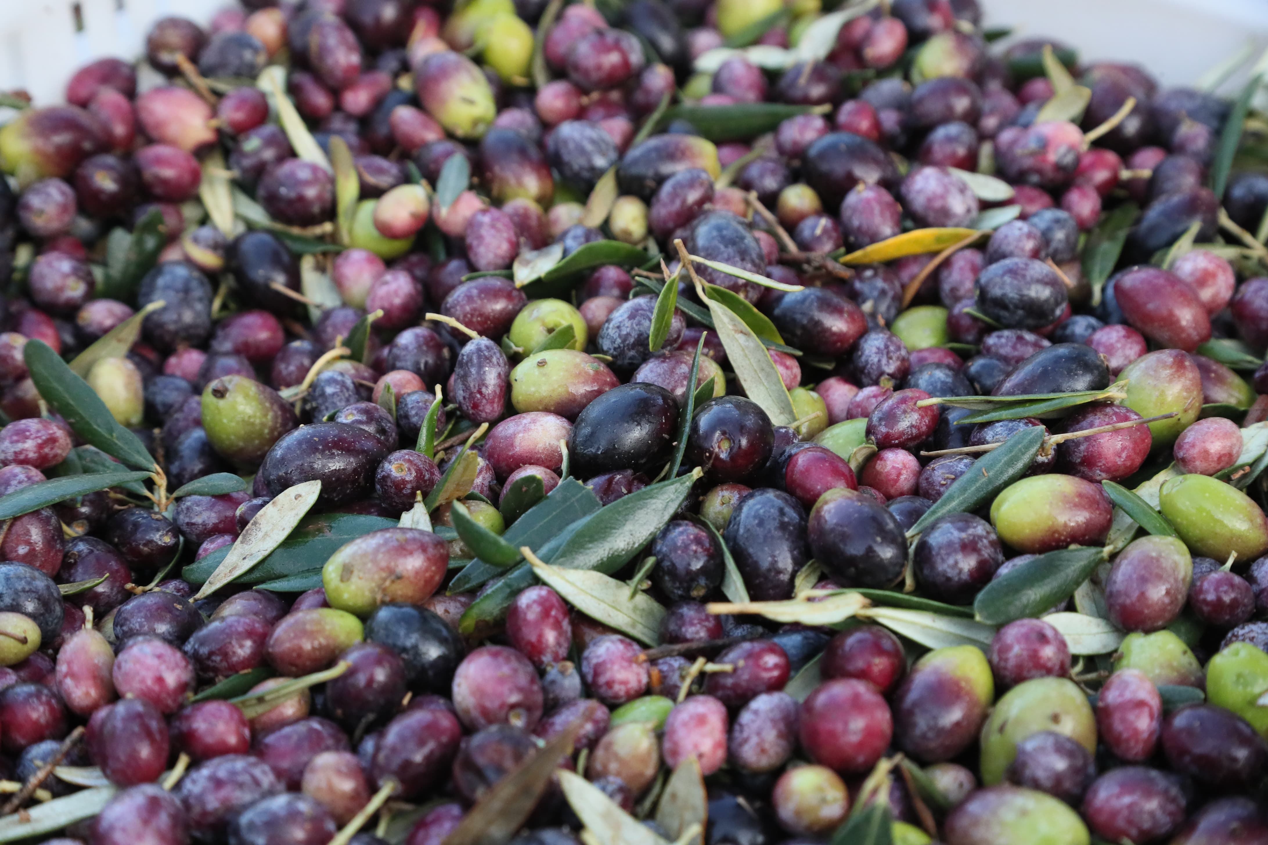 Zeytin Görselleri (2)