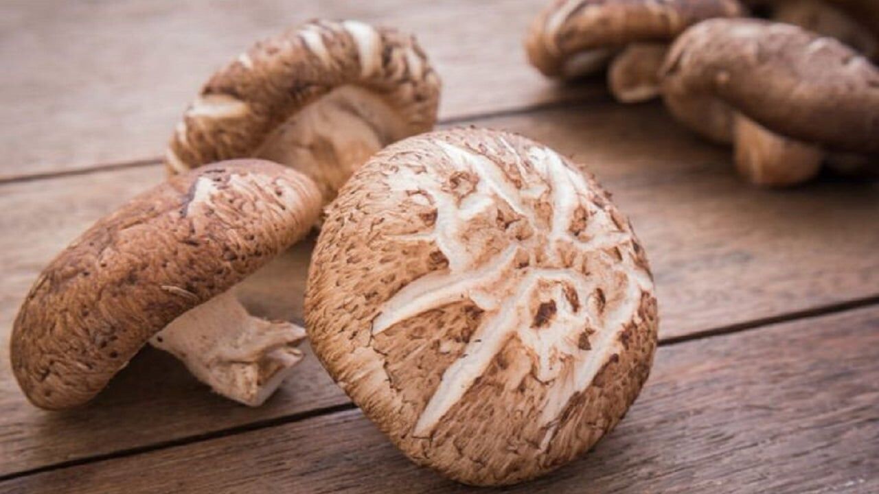 Shiitake Mantar1
