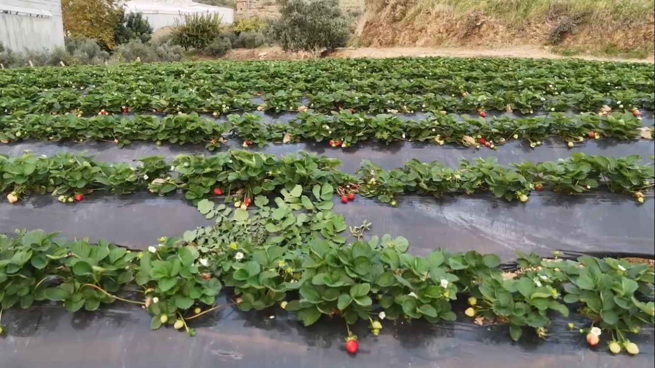 Çileğin Bahçe Fiyatı 130 Tl, Market Etiketi 300 Tl’ye Kadar Çıkıyor (2)