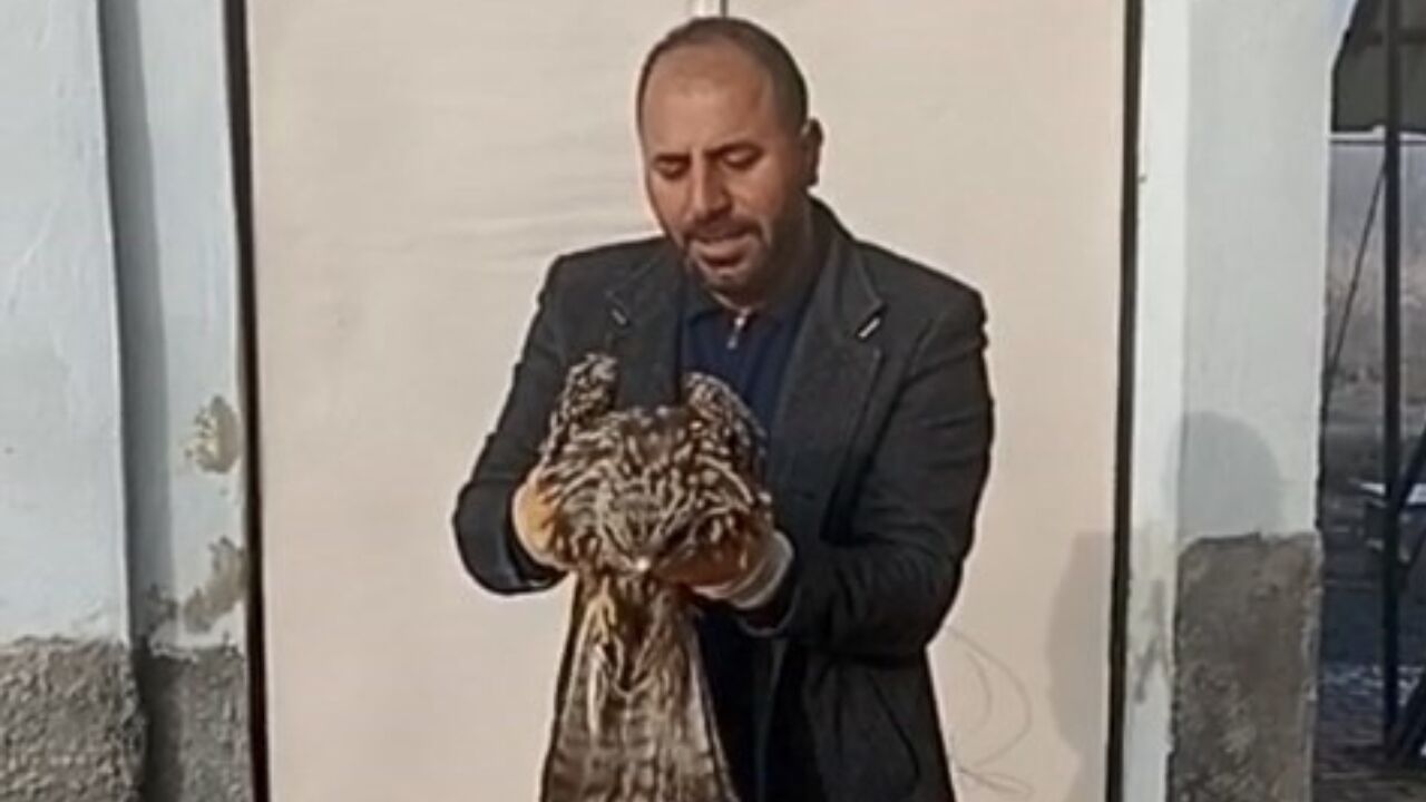 Köylülerin Dikkati Bir Canı Kurtardı Yaralı Kartal Koruma Altına Alındı (2)