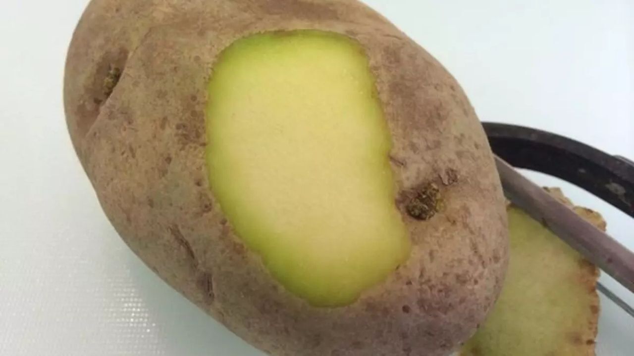 Patates Solanin (1)