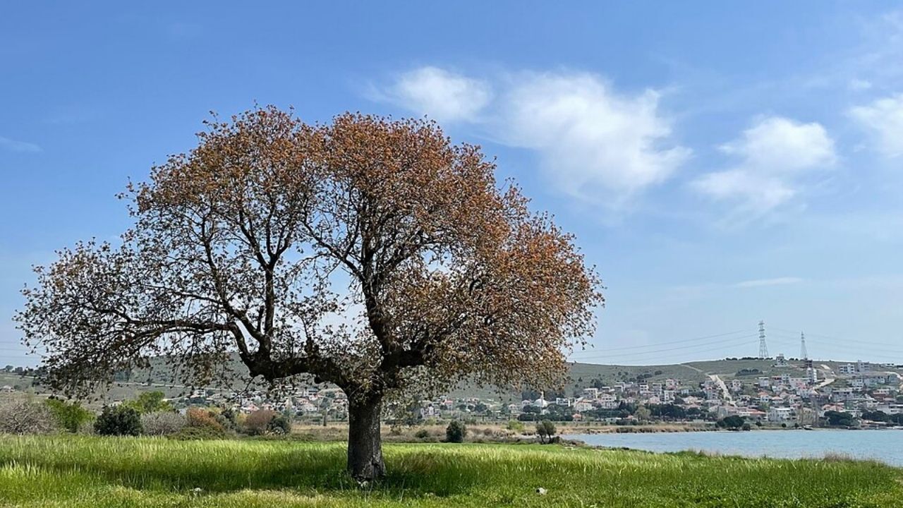 Aliağa'nın En Eski Kenti Gryneion Adını Hiç Duymuş Muydunuz Gryneion Hakkında Bilinenler (1)