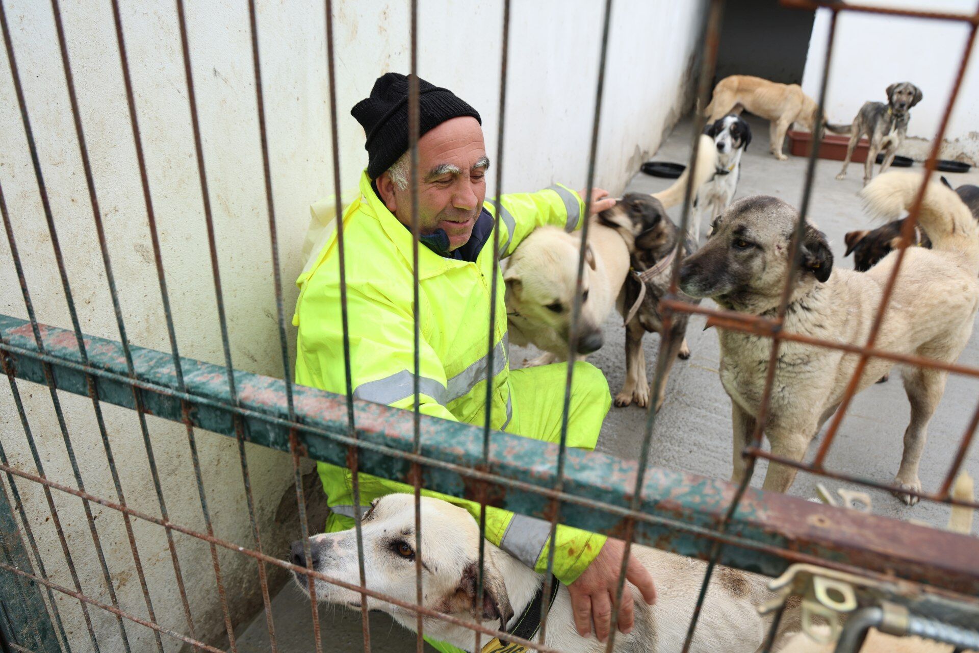 Foça Belediyesi’nden Sokak Hayvanları Için Yeni Planlama (1)