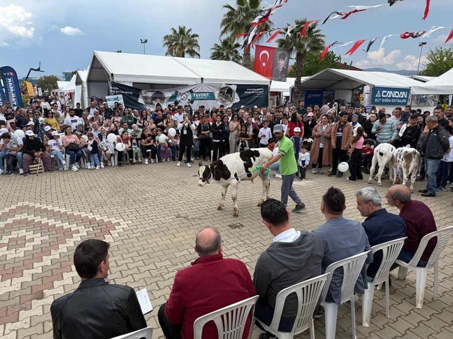 Buzağı Yarışması