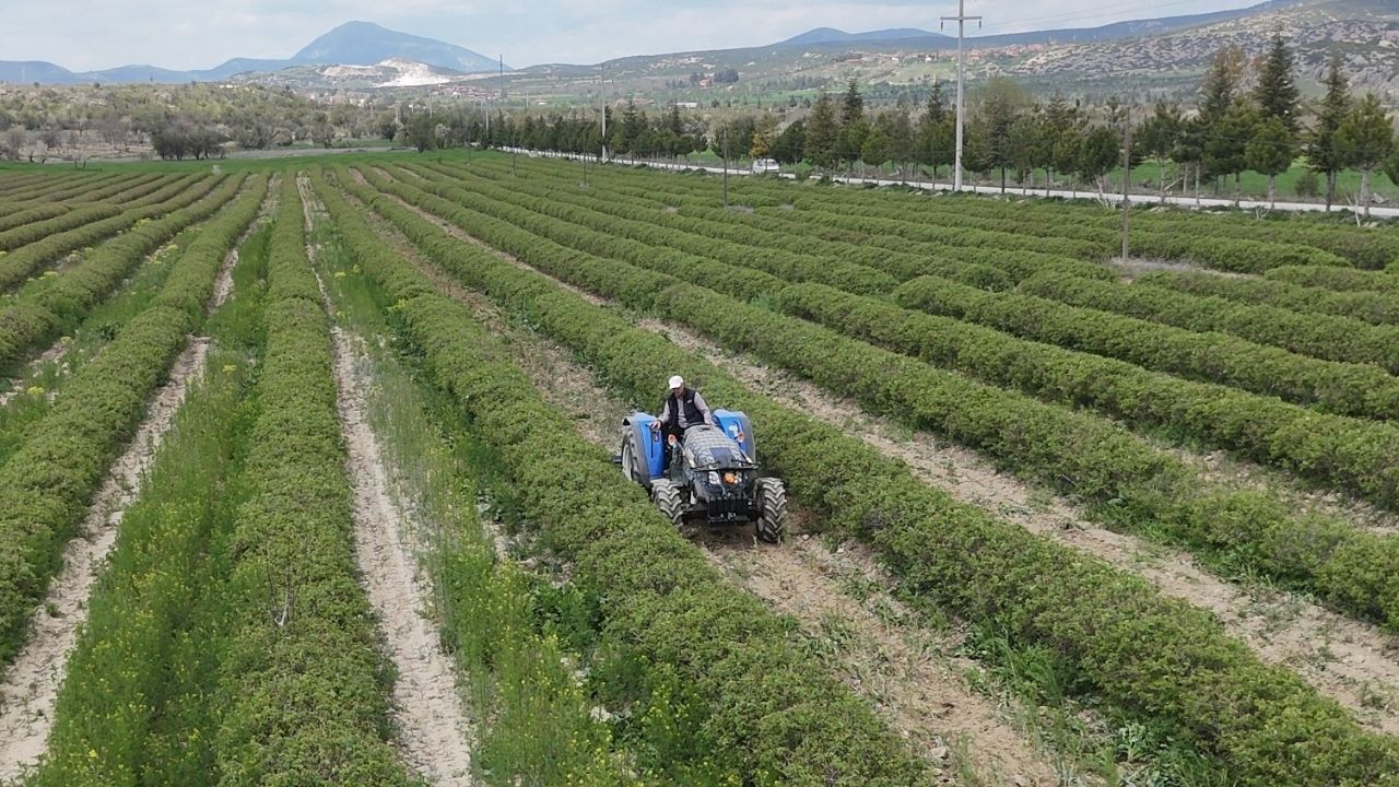 Geçen Yıl Düşmüştü, Bu Yıl Hedef 13 Bin Ton Gül Sezonu Başlıyor (2)