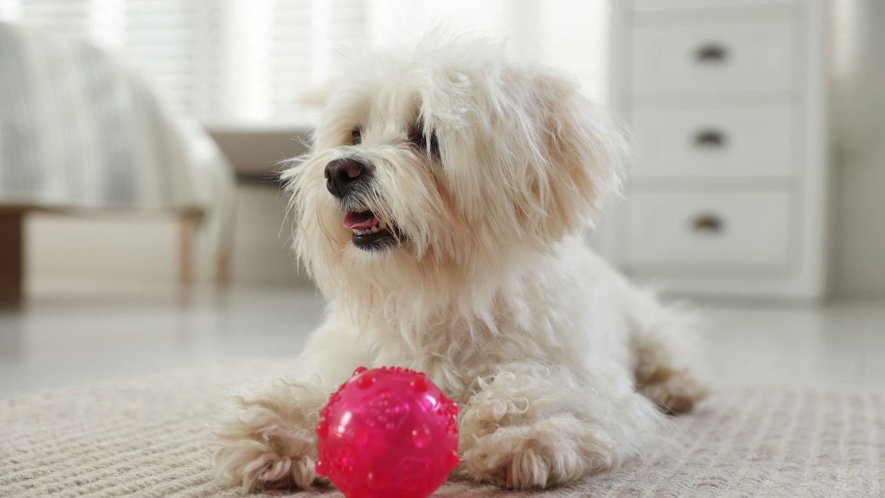 Kedi Köpek Tüy Toplama (10)