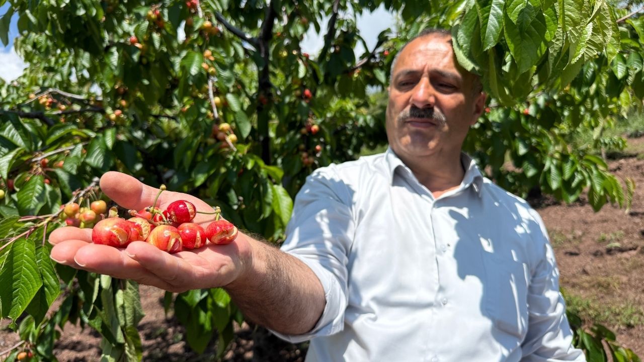 Erkenci Kirazlar Dalında Patladı! Üretici Iki Yıl Üst Üste Kayıp Yaşıyor (2)