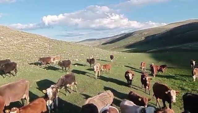 Sahte Kurban Ilanlarına Dikkat! Uzmanlar Uyardı Hem Alıcıyı Hem Üreticiyi Vuruyor (2)