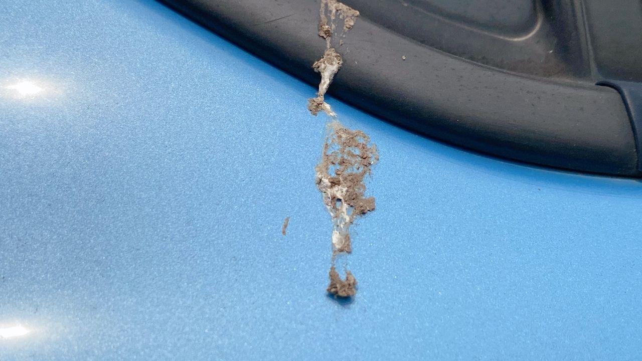 Aracın Üzerine Kuş Pisliği Düştüyse Dikkat! Bu Hata Boyaya Kalıcı Zarar Verebilir Lekeden Kurtulmanın En Kolay Yolları (1)