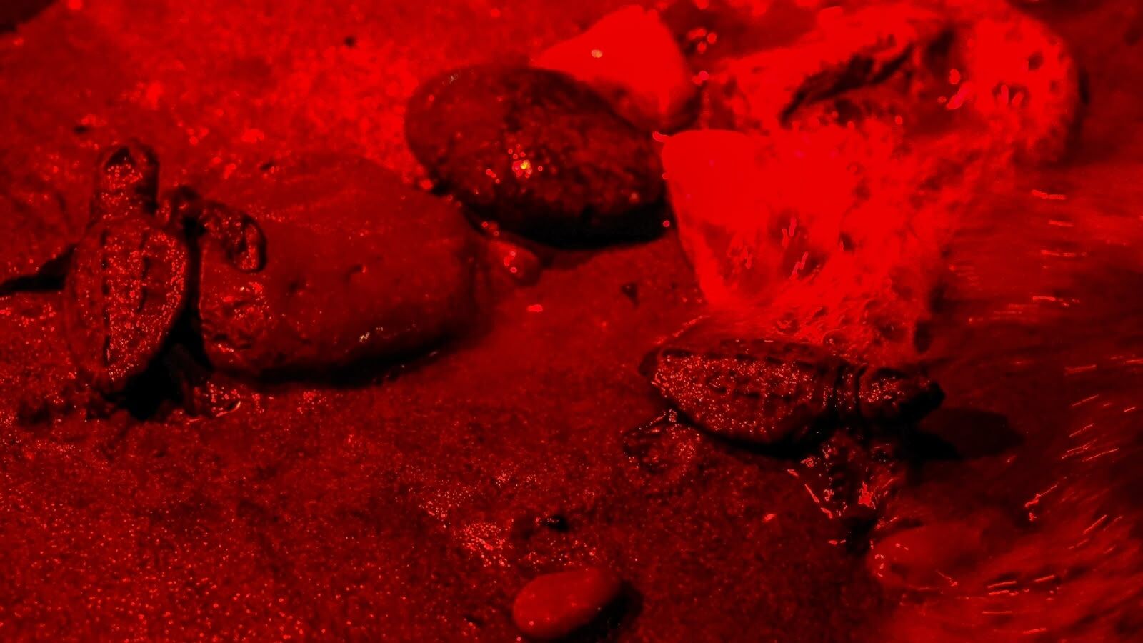 Caretta Carretalar Icin Isigimiz Kirmizi Fethiye Kumsallari Kirmizi Isikla Tarihe Gecti 3