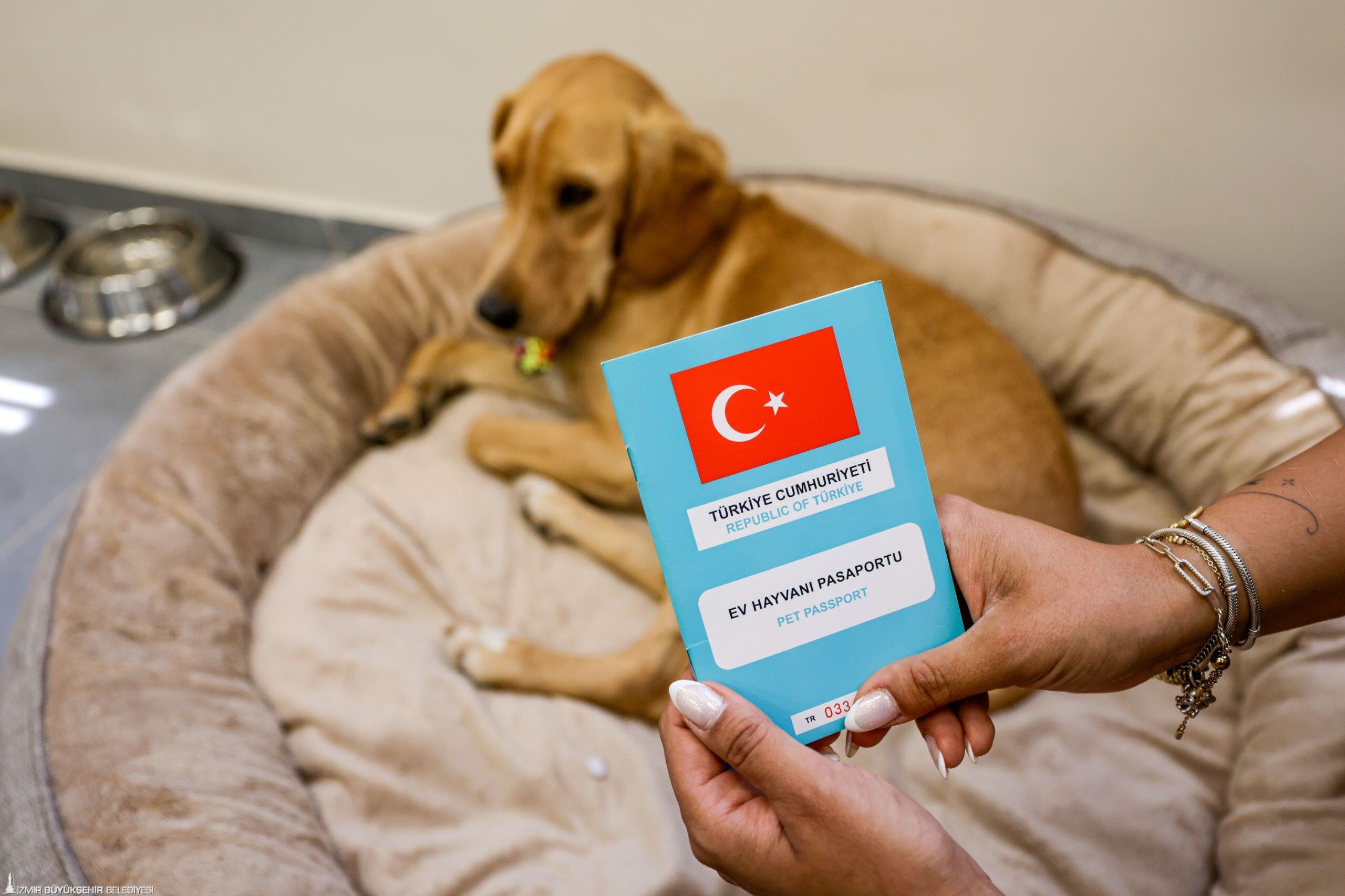 İzmir’de Terk Edilmişti, Şimdi Engelli Merkezinin En Sevilen Üyesi Oldu Kravatını Takıp Mesaiye Geliyor (2)