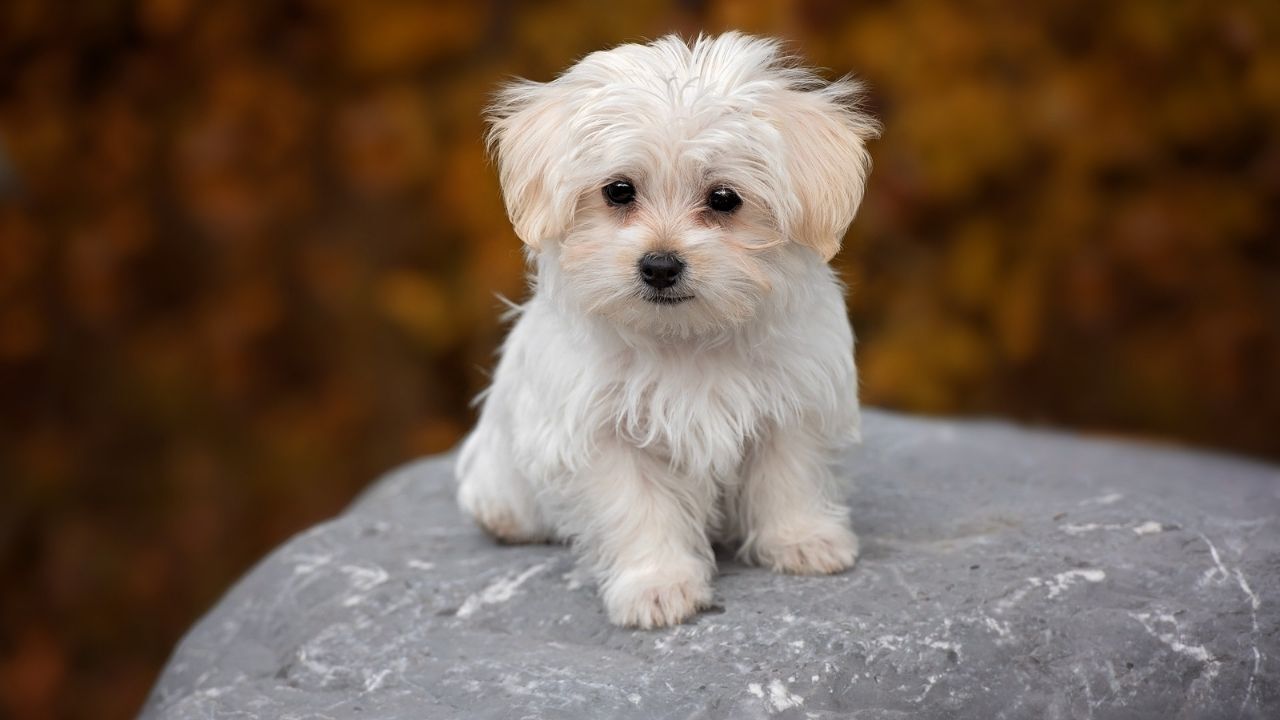 Köpeğinizin Huyları Bir Anda Değiştiyse Dikkat! Her Evcil Hayvan Sahibi Bunu Bilmeli Regl Dönemi Başlamış Olabilir (1)