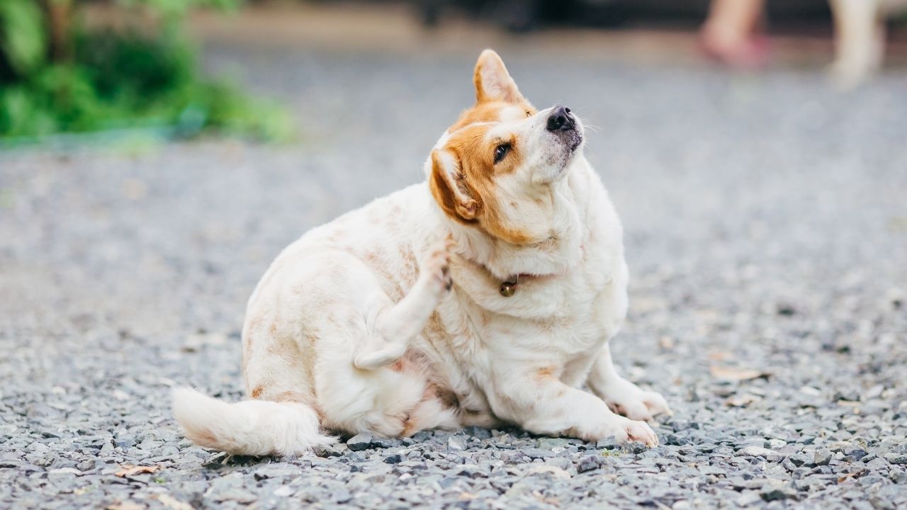Köpekelr