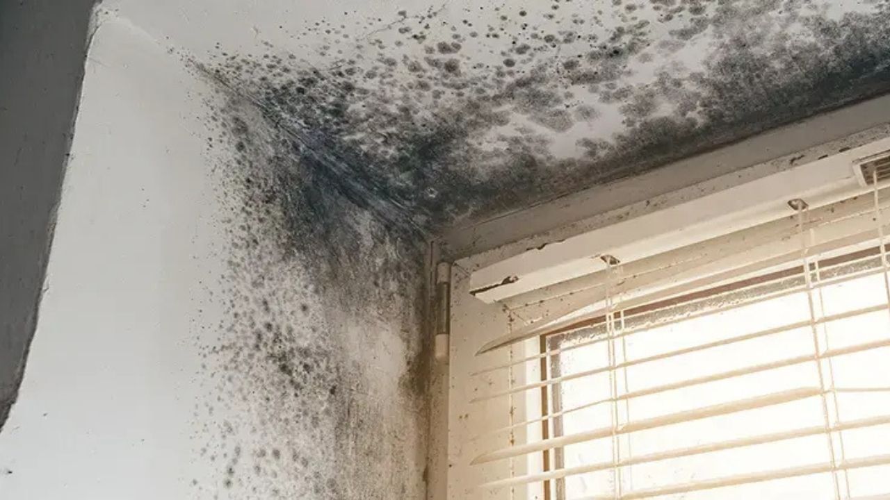 Pencere Kenarı Küf