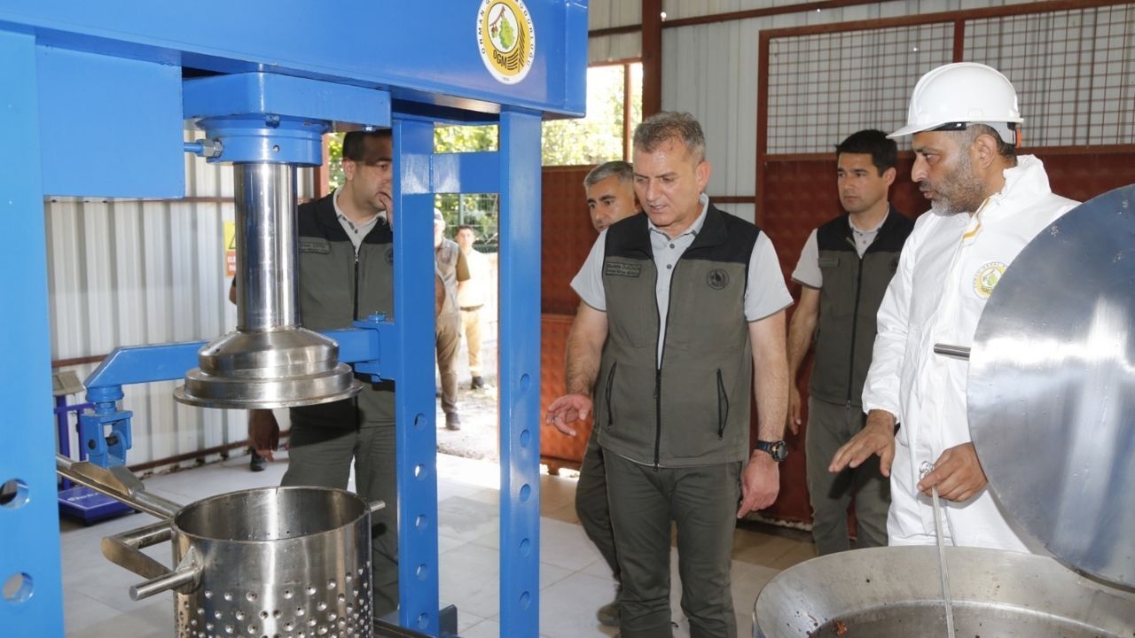 Sığla Ormanı11