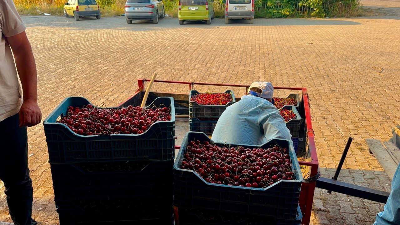 Afyonkarahisar’dan Avrupa Sofralarına Uzanan Lezzet Napolyon Kirazı Hasat Ediliyor (1)