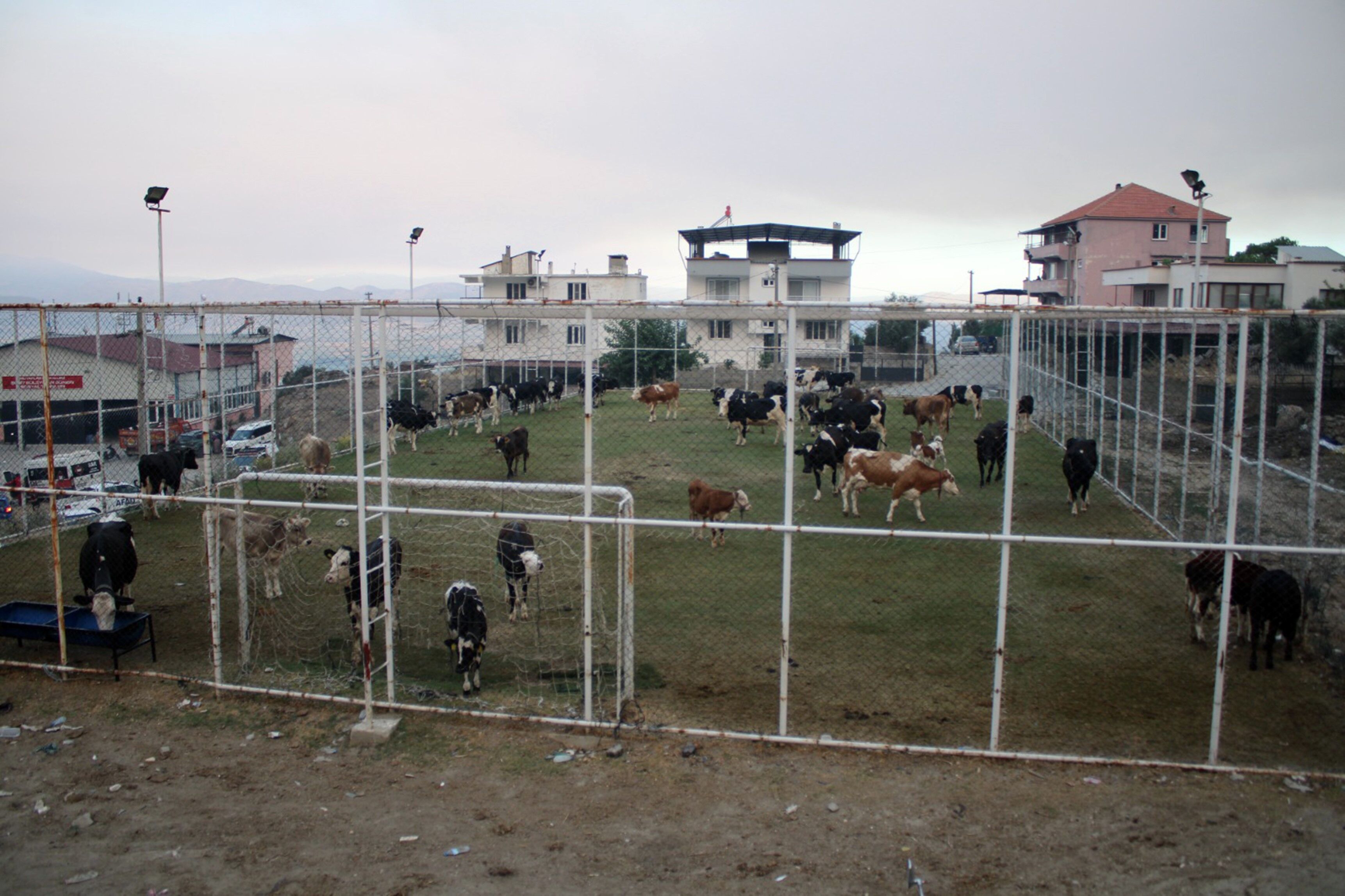 Aydın’da Orman Yangını 20’Nci Saatinde Halı Saha Hayvanlar Için Geçici Barınak Oldu (1)