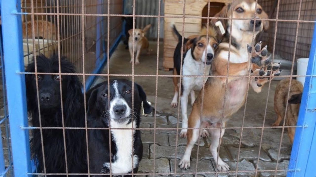 Bayındır Köpek