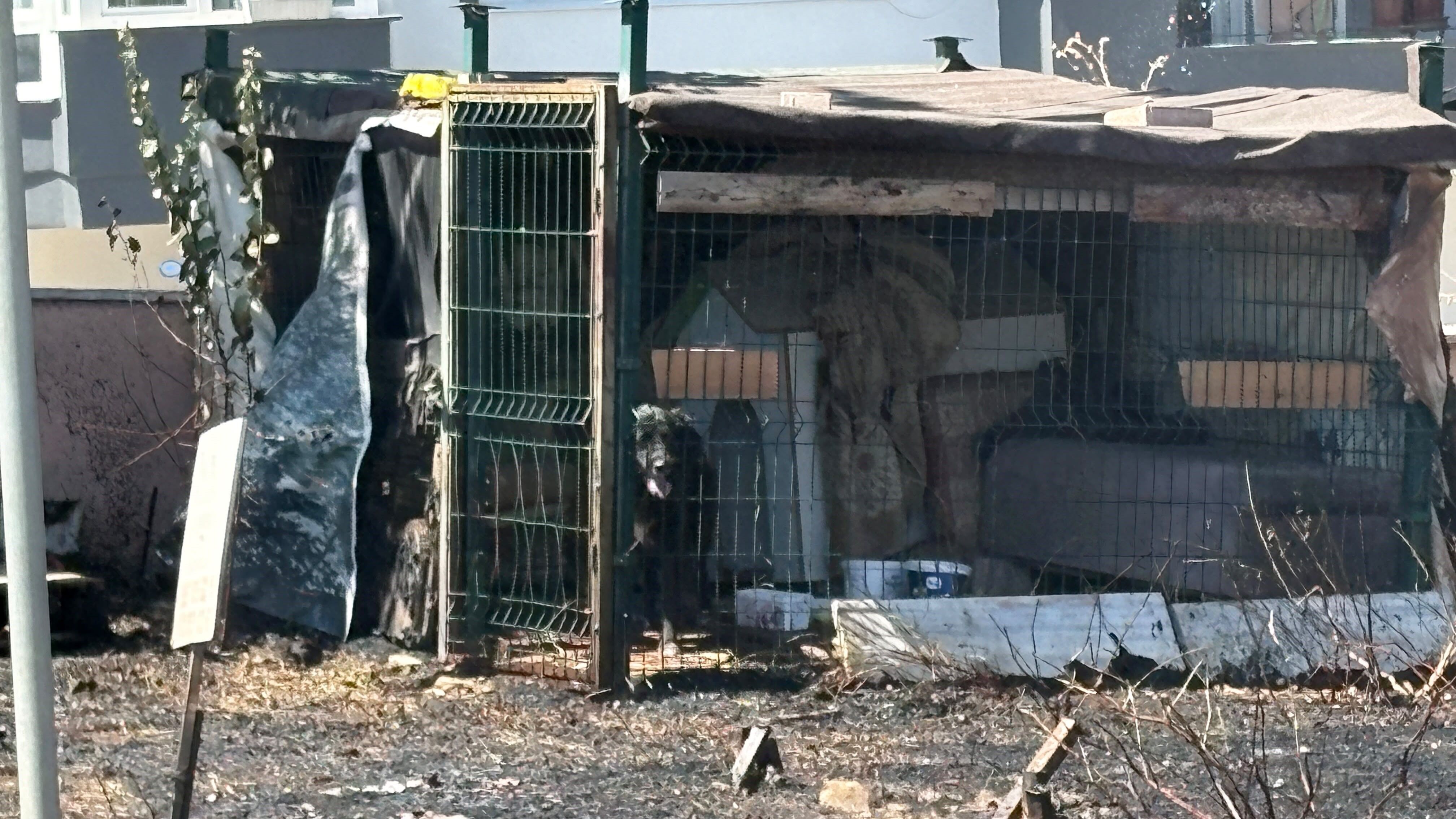 Çanakkale İzmir Yolunda Korkutan Yangın! Köpek Son Anda Kurtarıldı (2)