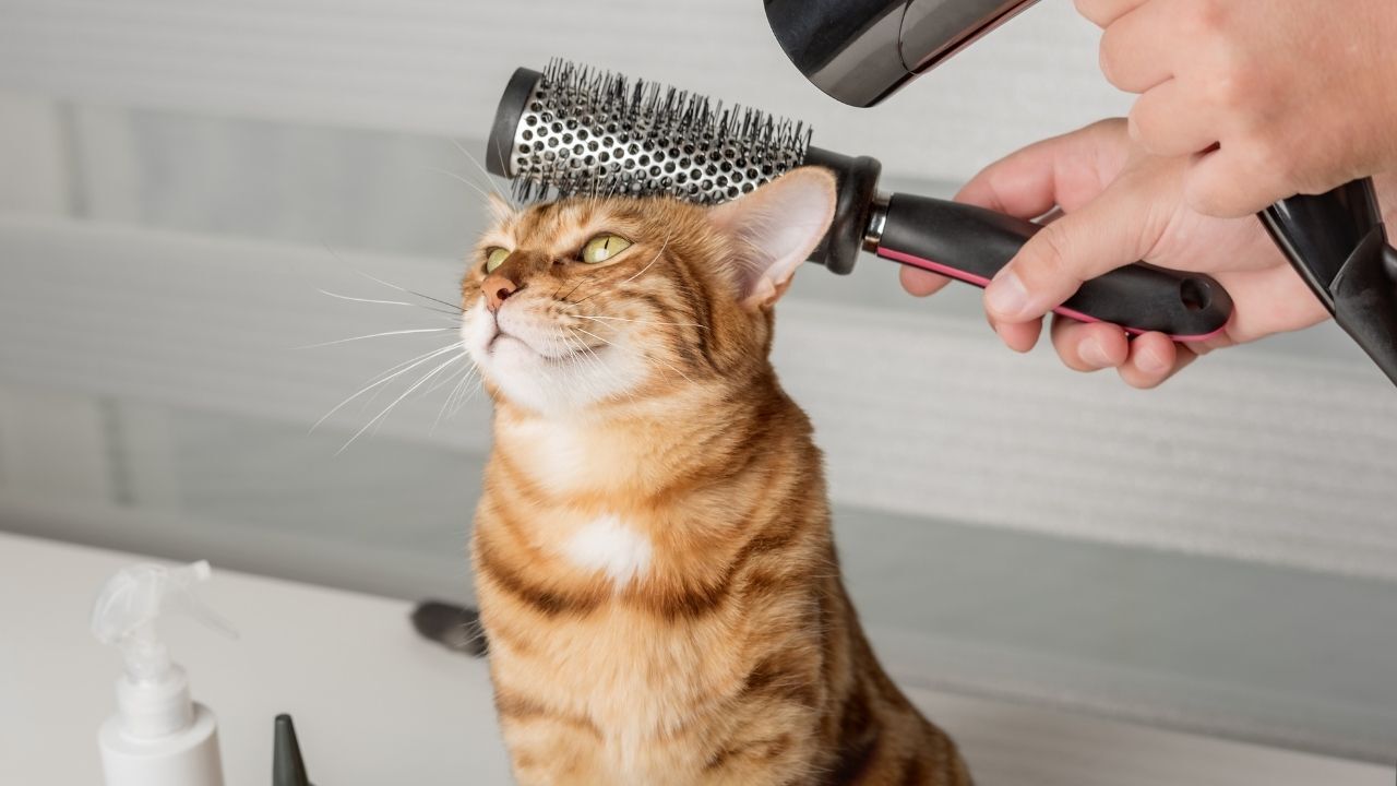 Evinde Kedi Besleyen Milyonları Ilgilendiriyor! Yıllardır Doğru Sanılıyordu Bilimsel Gerçek Ortaya Koydu (2)