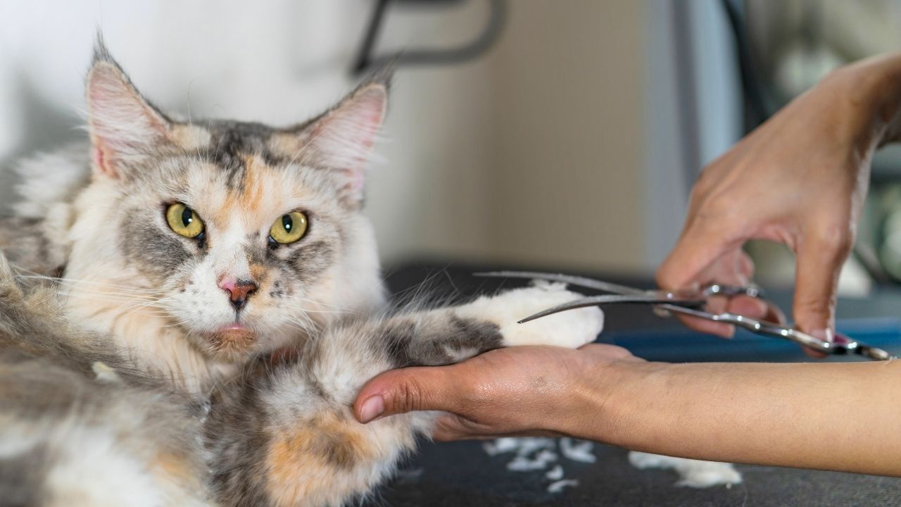 Evinde Kedi Besleyen Milyonları Ilgilendiriyor! Yıllardır Doğru Sanılıyordu Bilimsel Gerçek Ortaya Koydu (3)