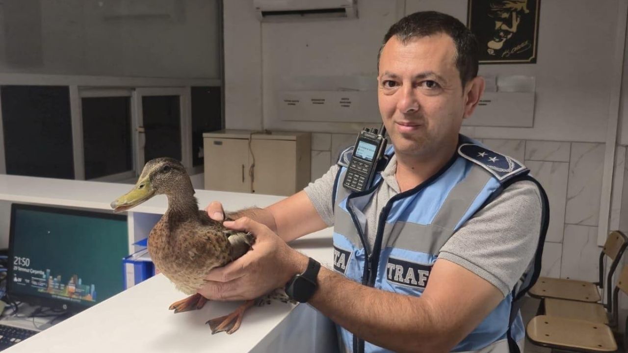 İzmir'de Trafik Ördek Için Durduruldu Son Anda Kurtarıldı (2)