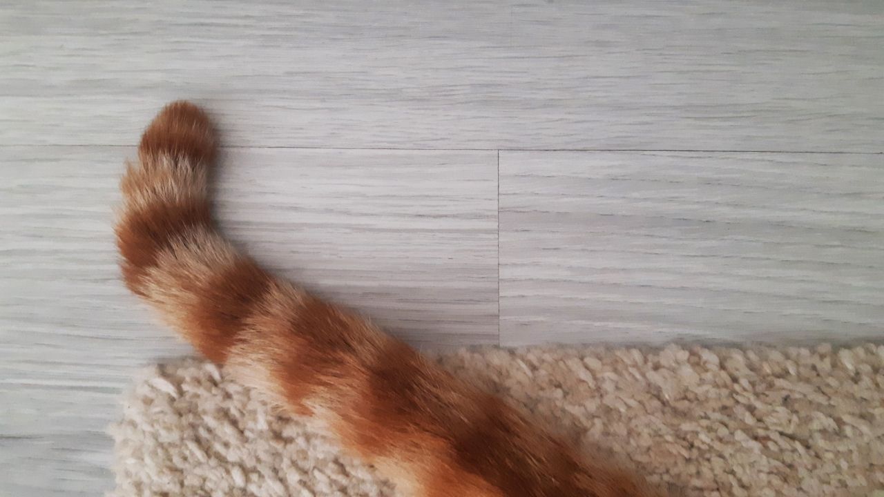 Kedisi Olanlar Halı Alırken Iki Kez Düşünsün! Yanlış Seçim Hem Tüy Derdi Çıkarıyor Hem De Halıyı Kısa Sürede Yıpratıyor (1)