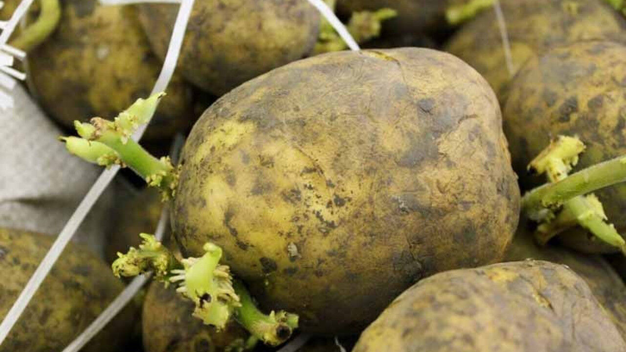 Patates 3