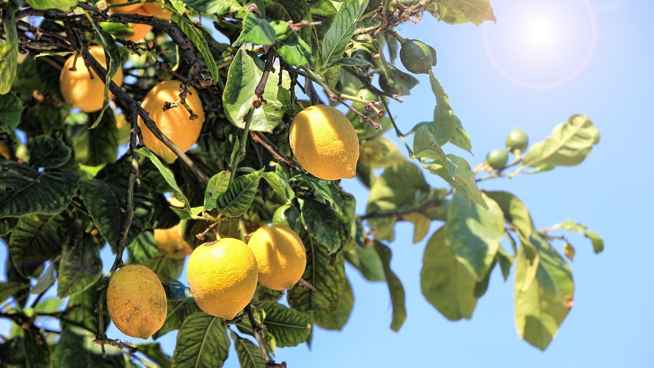 Sadece En Sarı Olanı Almayın! En Sulu Ve Taze Limonu Seçmek Meğer Çok Basitmiş Bu Kritik Detaya Dikkat (3)