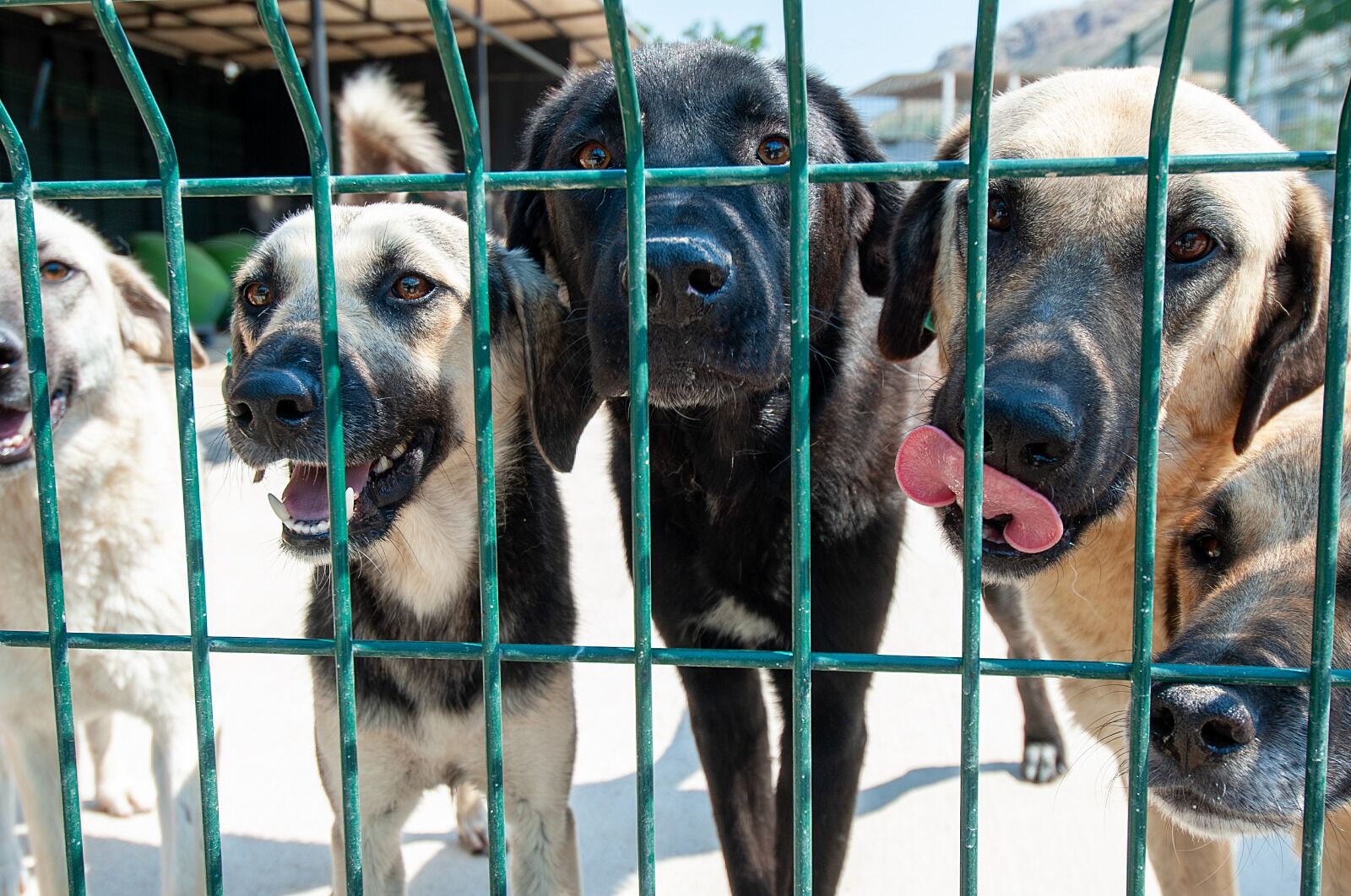 Başkan Ünsal'dan Çağrı! Karşıyaka’da 282 Köpek Yeni Ailesini Bekliyor (2)